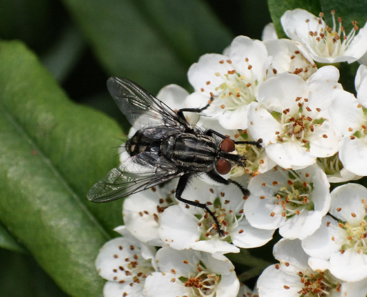 mosca da id.
